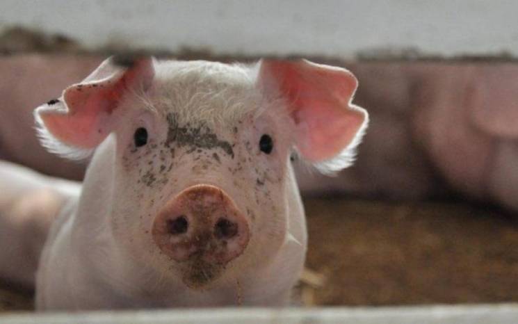 На Іршавщині виявили тушу свині, заражен…