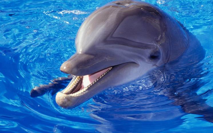 На Кубани в лесу нашли труп дельфина (ФО…