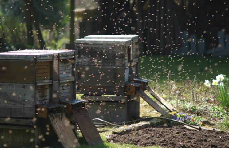 Попытка помочиться в пчелиный улей оберн…