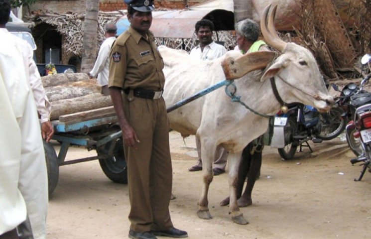 В Индии запретили употреблять говядину…