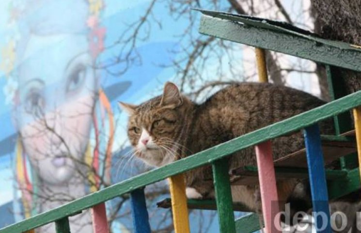 Мартовские коты Киева: 15 фото…