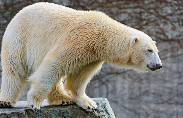 У Норвегії ведмідь атакував туриста, що…