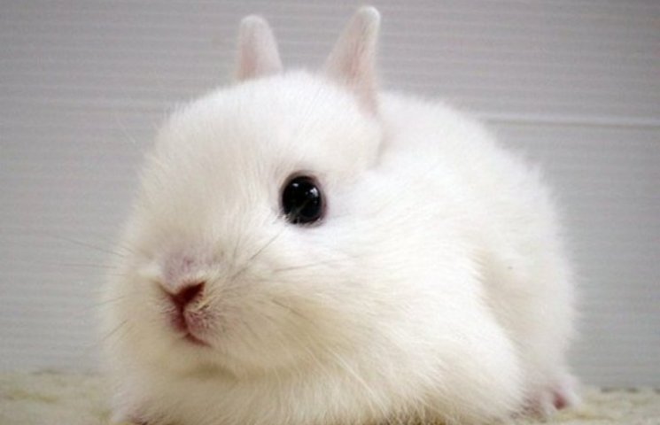 Какими жуткими могут быть милые кролики…