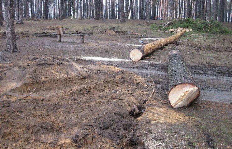 На Киевщине рубят сосновый парк, а ствол…