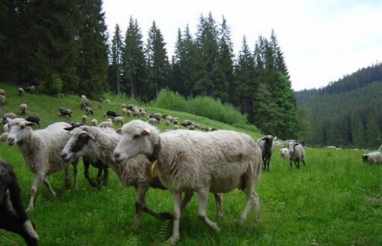 На початку травня вівчарі Тячівщини пове…