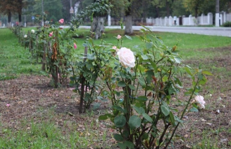 У Славуті покрали троянди на Алеї пам'ят…