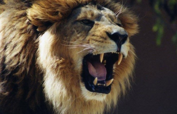 В Мариуполе лев разорвал работника зоопа…
