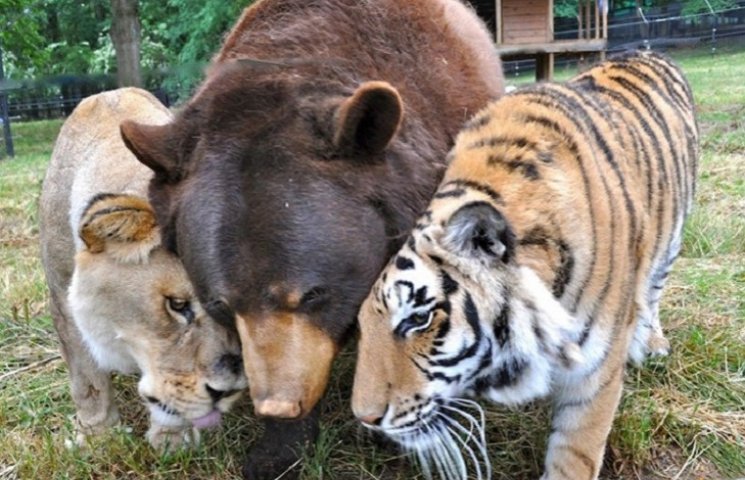 Любовь втроем: как медведь, лев и тигр 1…