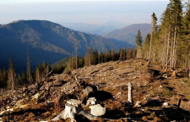 Через 10 лет леса в украинских Карпатах…