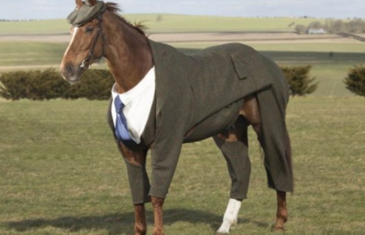 Як виглядає той кінь, що в пальто…