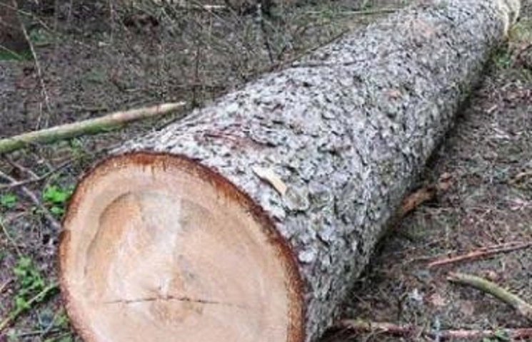 На Тернопільщині чоловіка вбило дерево…