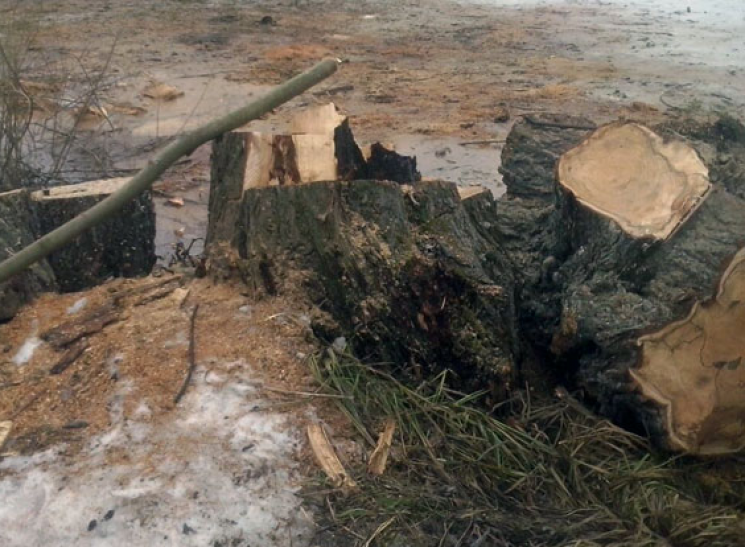 На Харківщині зловили банду лісових брак…