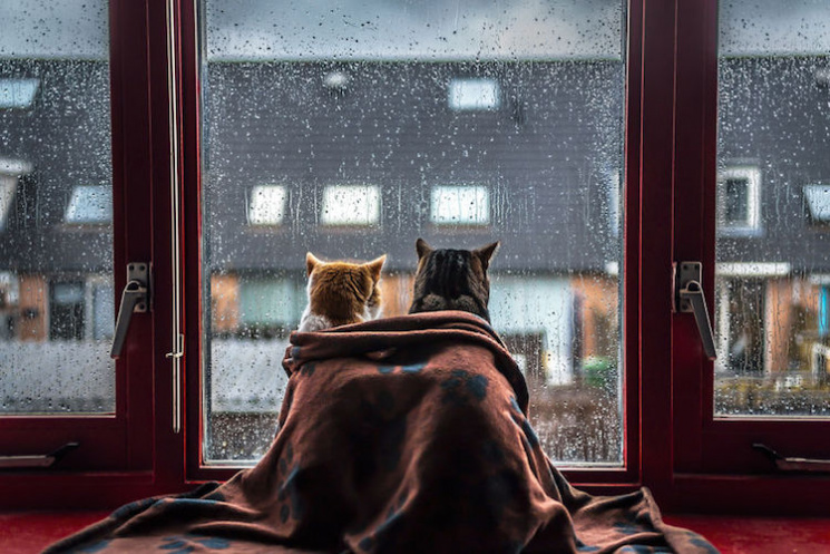 Як двом котам влаштували романтичну фото…