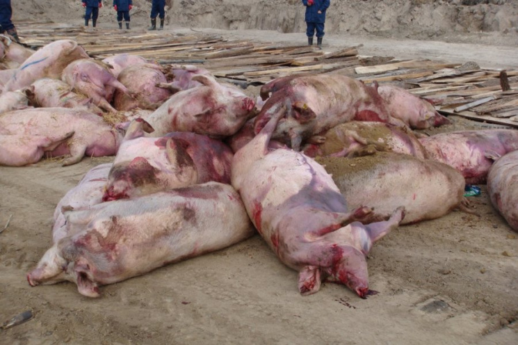 На Херсонщині чума свиней дісталася вже…
