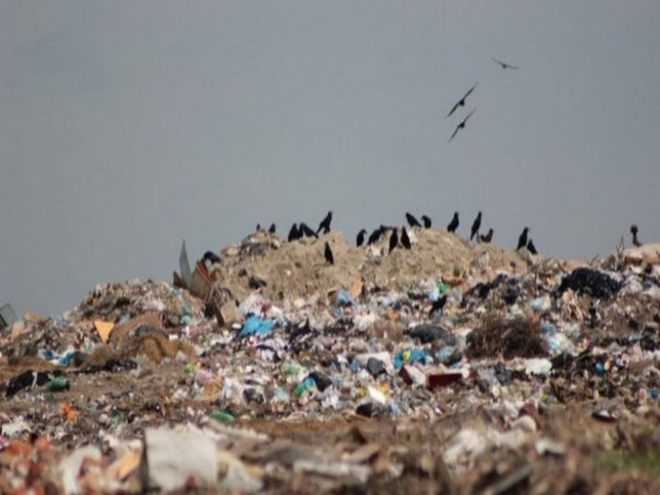 Более тысячи тонн отходов завалили Львов…