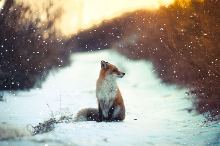 15 невероятно милых лис, фото которых вы…