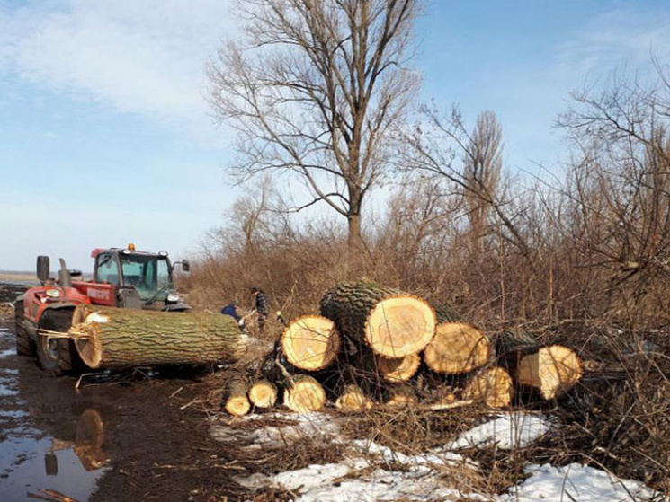 На Полтавщині затримали вирубника дерев…