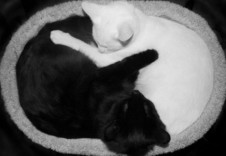 20 ідеальних пар чорно-білих котів, які…