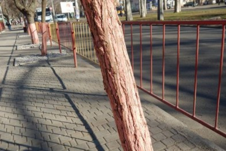 Рожевий настрій: в Одесі дерева пофарбув…