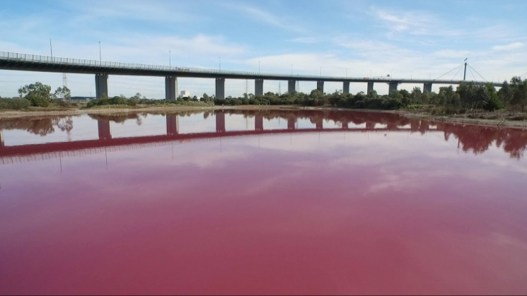 Як в Австралії озеро стало яскраво-рожев…