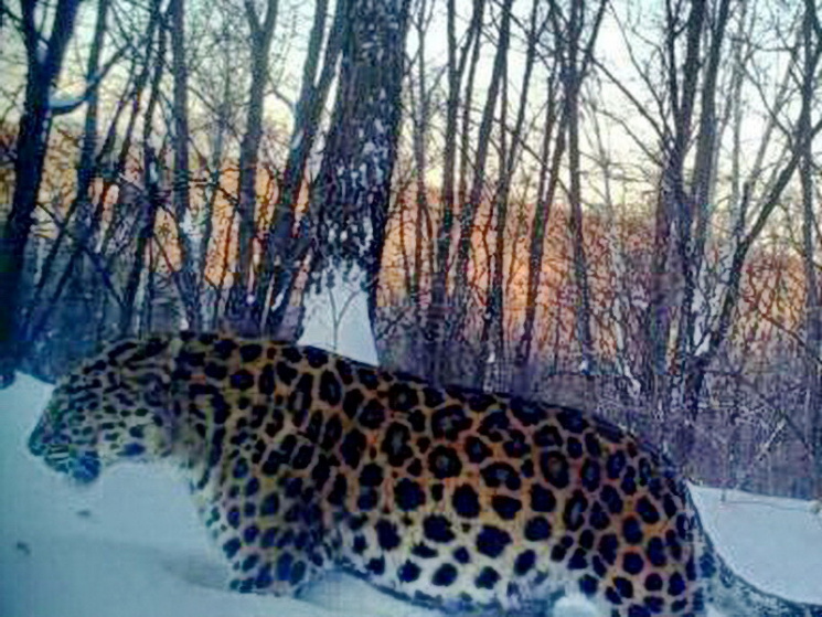 Несподівано: У Китаї знайшли самку леопа…