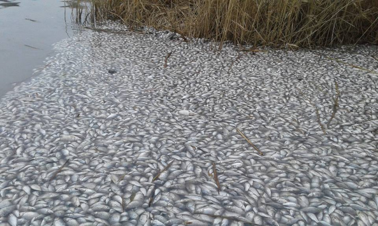 На Полтавщині сталася масова загибель ри…