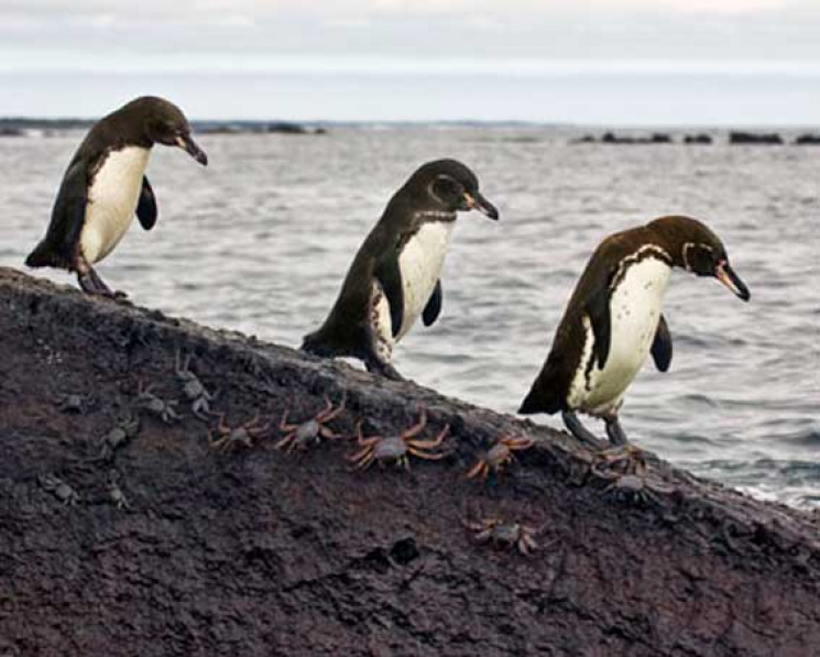 Вчені знайшли хитрих пінгвінів, які сидя…