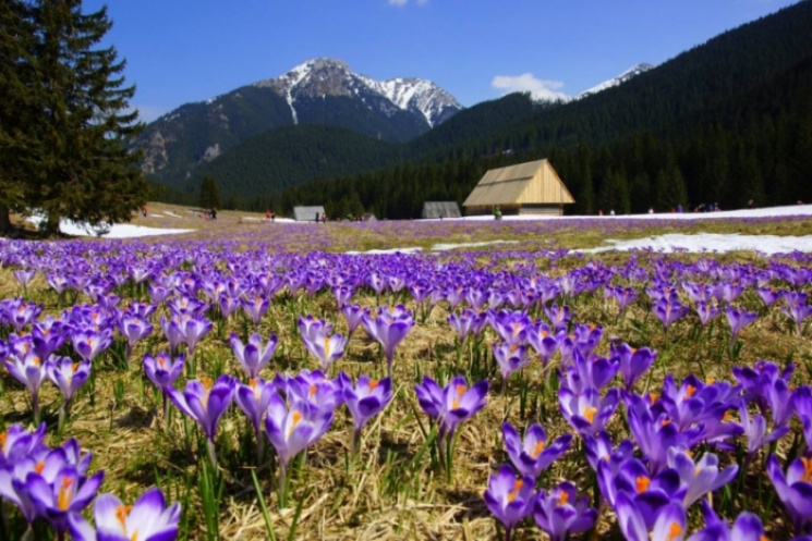 Весна в Західній Україні: Коли цвіте Зак…