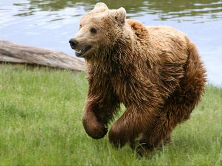 На Львовщине из-за медведей туристов не…