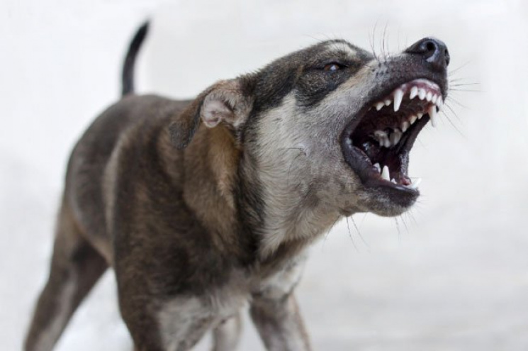 В Сумах бездомные собаки нападают на люд…