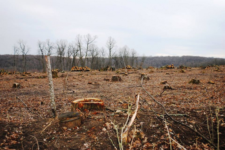 В Одесской области незаконно вырубают ле…