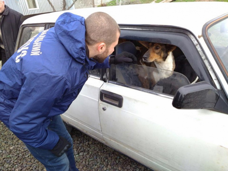 В Никополе активисты спасали животных из…