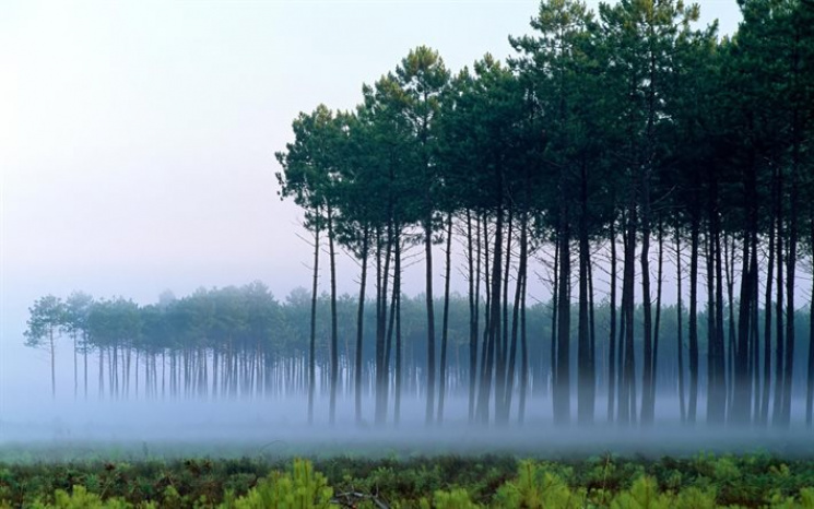 Ліс та надра: Скільки коштів природа при…