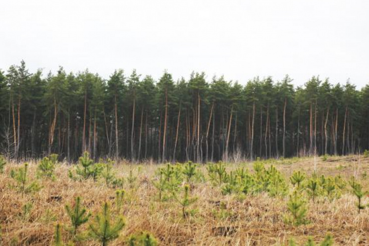 На Харківщині з&#039;являться нові ліси…