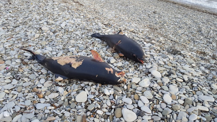На Кубані знайшли мертвих дельфінів…