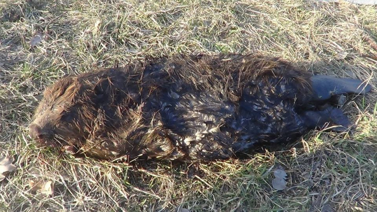 Черниговские браконьеры жестоко убили бе…
