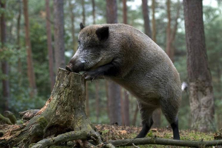Чумні свині на Харківщині: Мисливцям доз…
