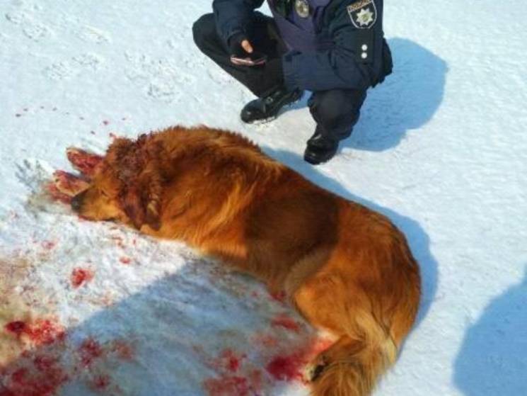 В Днипре спасают огромную рыжую собаку с…