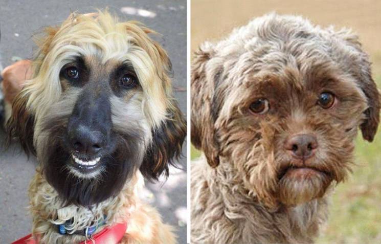 20 смешных собак, которые выглядят в точ…