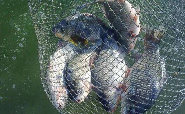 На Сумщині заборонили ловити рибу аж до…