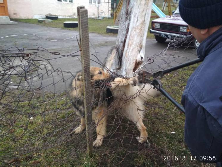 Як у Дрогобичі врятували собаку з паркан…