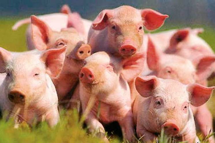 На Одещині загинули свині: В регіоні зно…