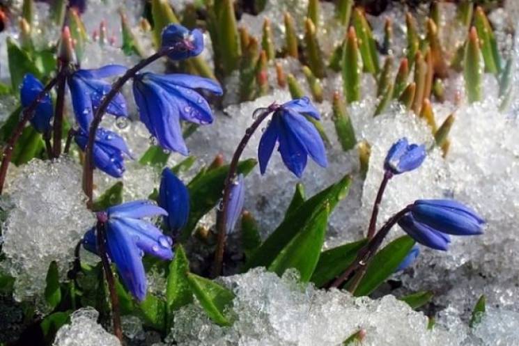 На Львівщині заквітли перші весняні квіт…