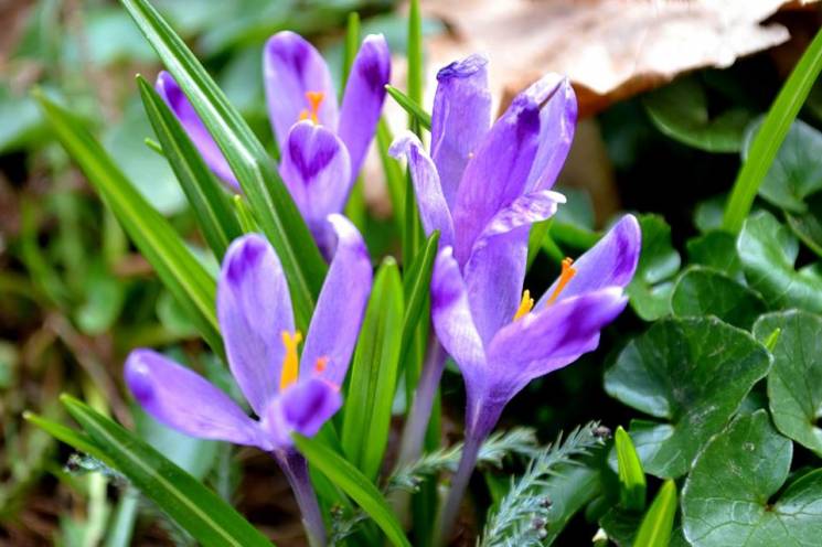 Фіолетові поля: Як на Закарпатті квітне…
