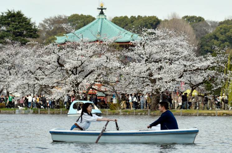 Как в Токио пришла весна и тысячи турист…