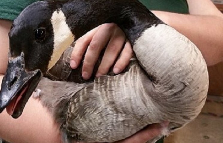 Героїчна гуска пожертвувала хвостом зара…