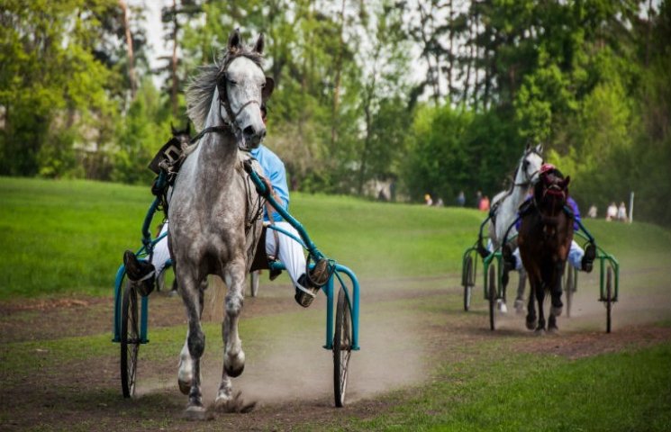 Профессионалы конного спорта со всей Укр…