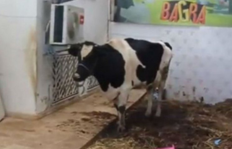 Геймеры в Тунисе выиграли корову (ФОТО)…