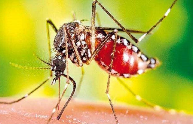 Малярія добралася до Хмельниччини…