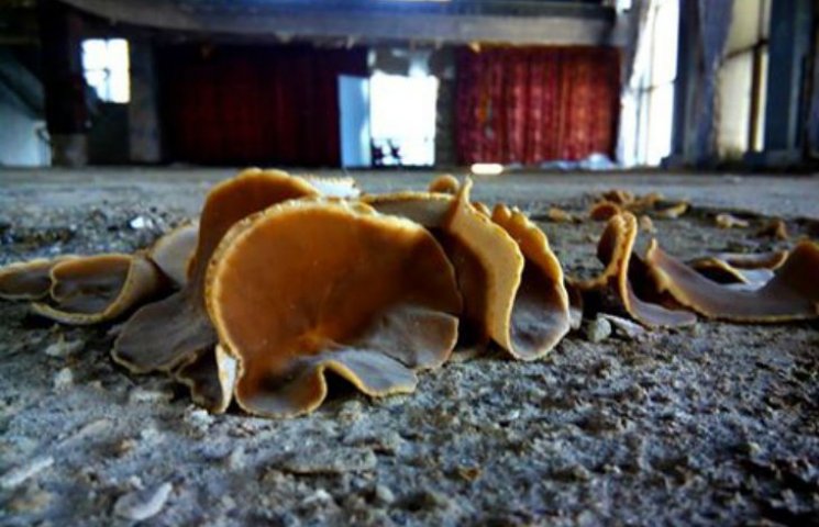 У черкаському драмтеатрі виросли гриби…
